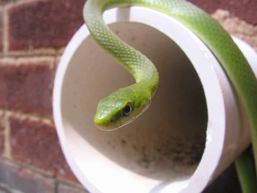 Cobra Plastic Drain Snake at