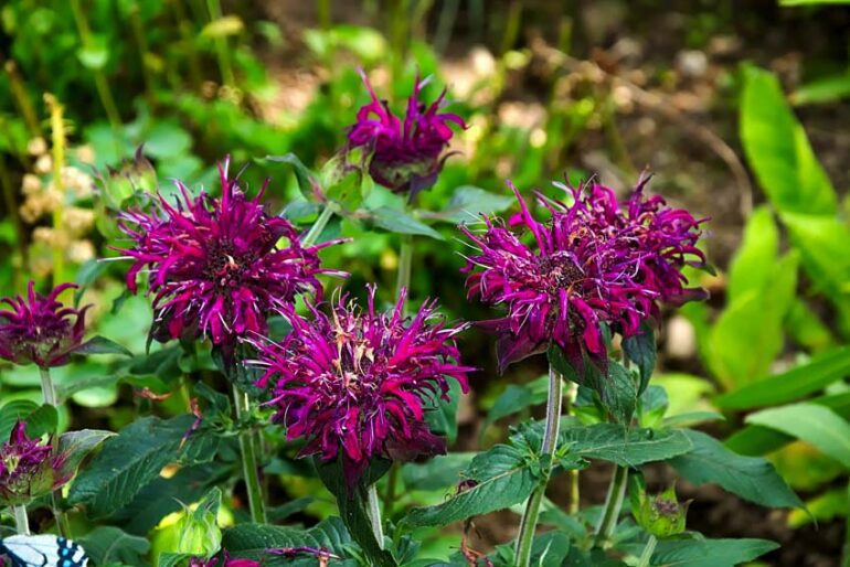 20 Best Plants That Repel Mosquitoes Including Zone Information Ptr