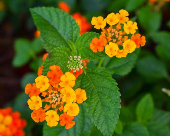 20 Best Plants That Repel Mosquitoes Including Zone Information - PTR