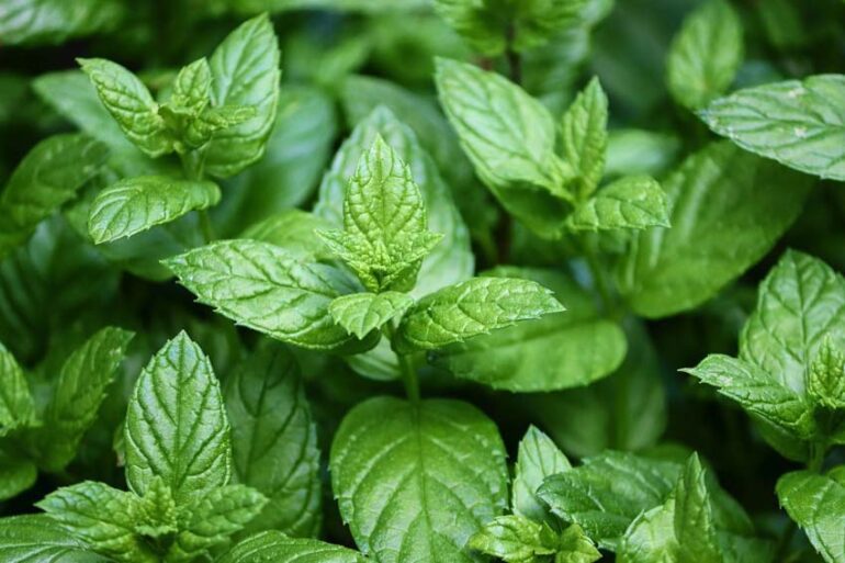 20 Best Plants That Repel Mosquitoes Including Zone Information Ptr